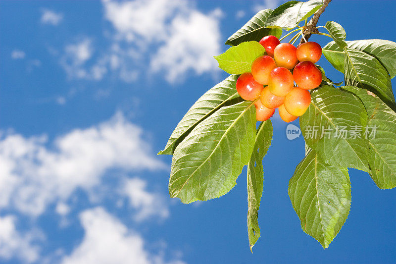 天空背景上的樱桃果