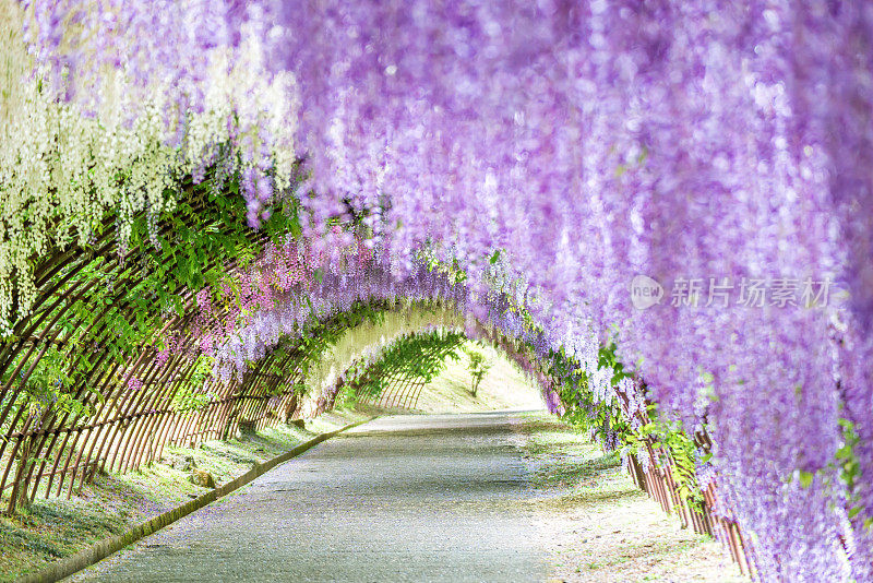 川崎富士花园紫藤隧道(日本福冈)