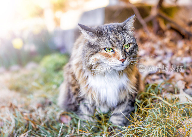 近距离肖像印花布缅因猫与绿色的眼睛坐在家花园在秋天的树叶和绿色的草