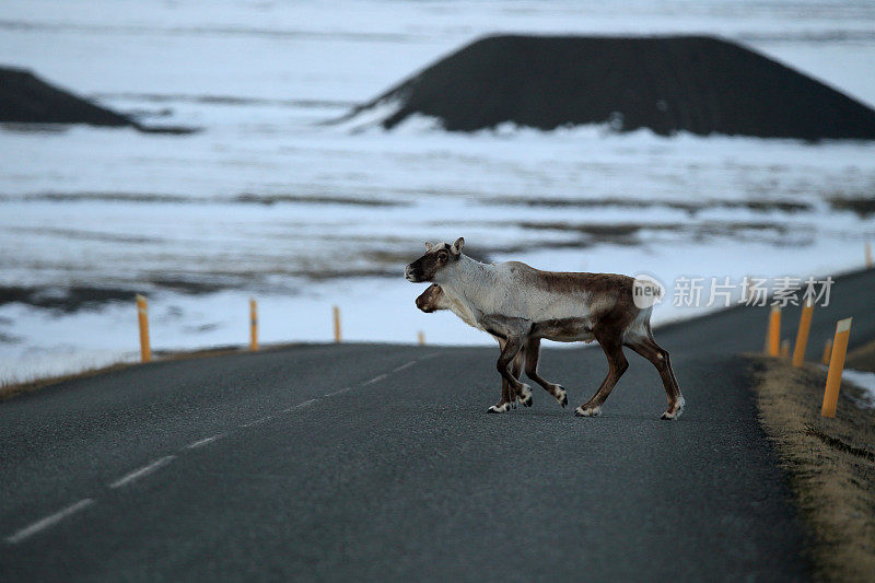 驯鹿Caribou,冰岛