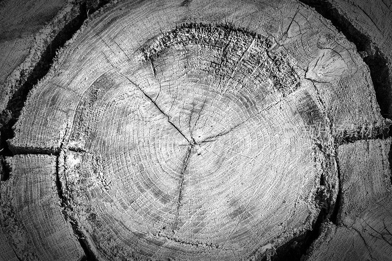 树木的年轮老木材纹理与横切的原木显示同心圆年轮