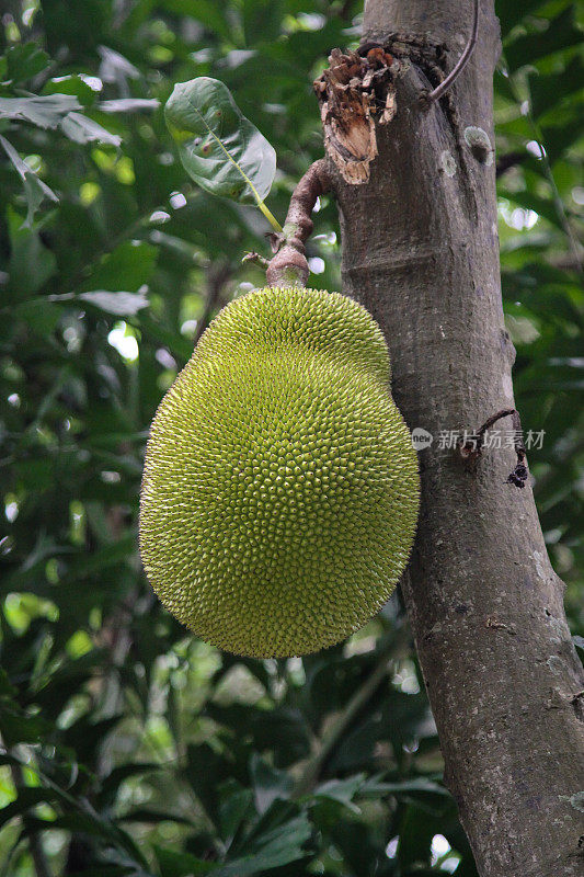 亚洲杰克水果挂在树上