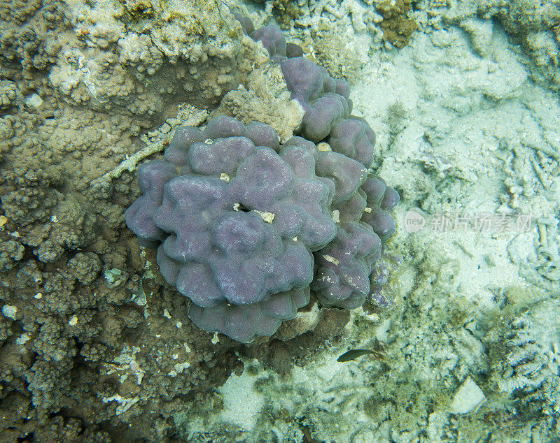 独特的紫色的珊瑚