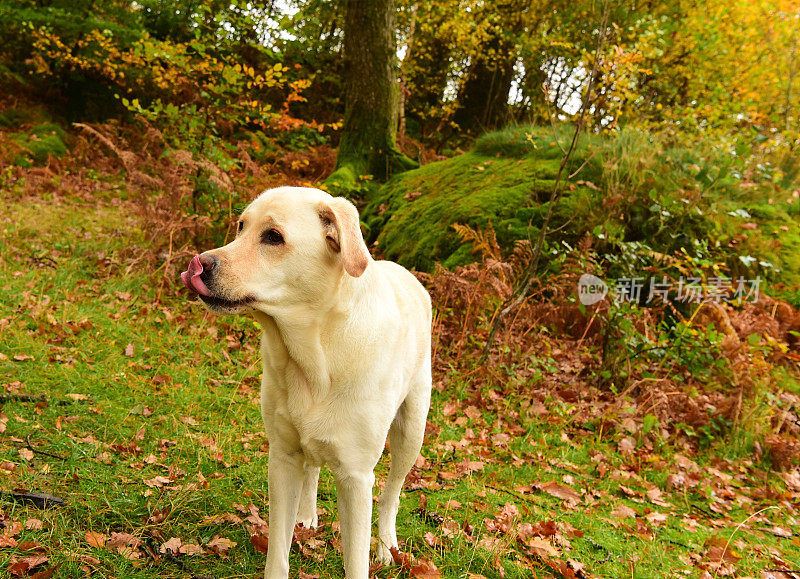 湖区的拉布拉多寻回犬