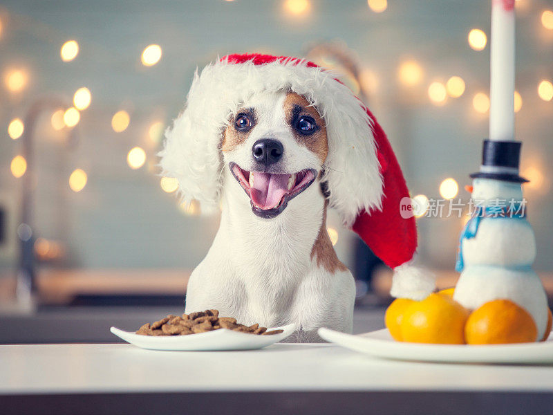 狗戴着圣诞帽吃食物