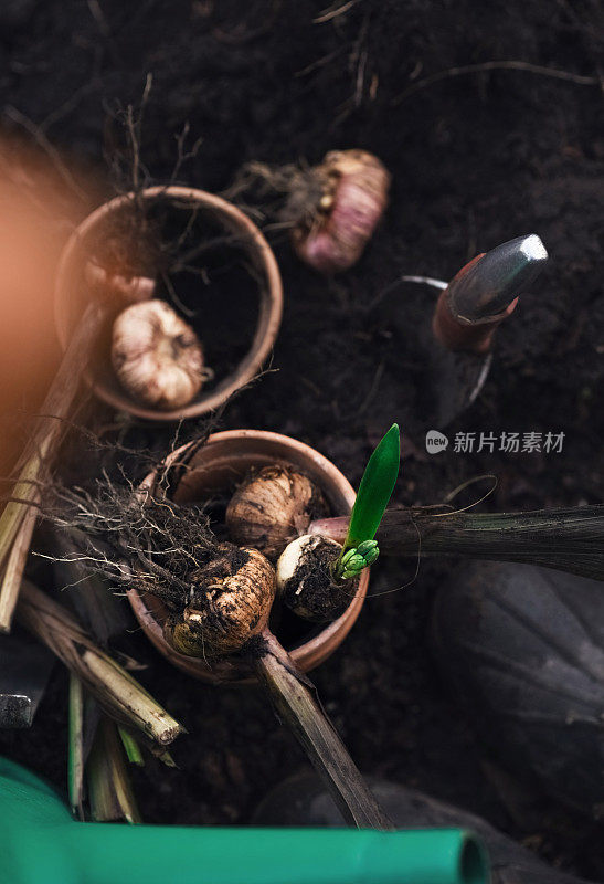 鳞茎植物种植在花园和园艺设备