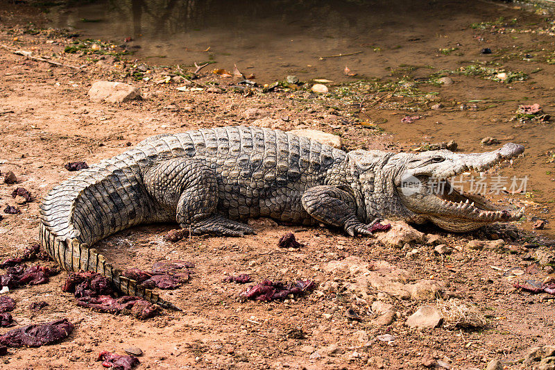西非冈比亚的尼罗河鳄鱼
