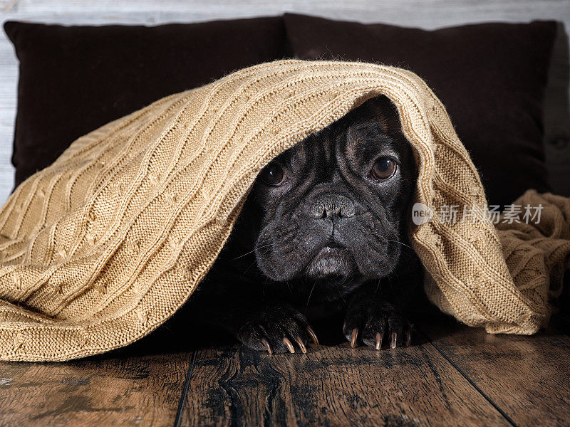 神奇的狗脸。牛头狗滑稽地躲在温暖的毯子下面