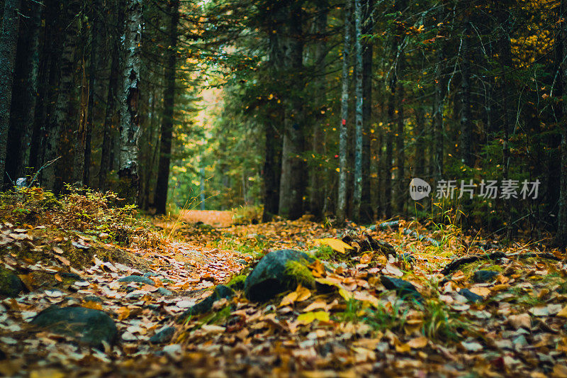 秋天的神秘森林