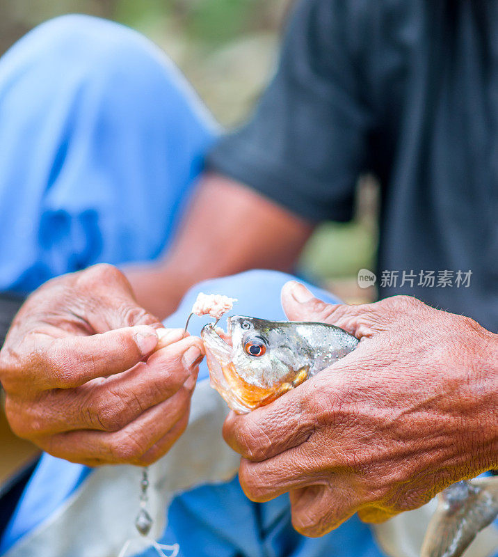 当地人展示了在巴西捕鱼的食人鱼
