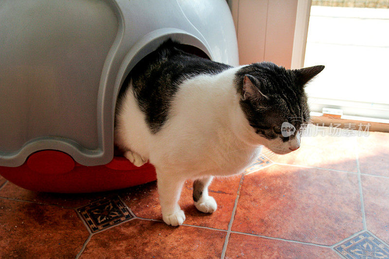 猫使用厕所，猫在砂箱，用于拉屎或排尿，在干净的沙厕所拉屎。清洁猫砂盒。一只猫在蓝色的猫砂盒里看着自己的便便。猫砂。猫在家里。