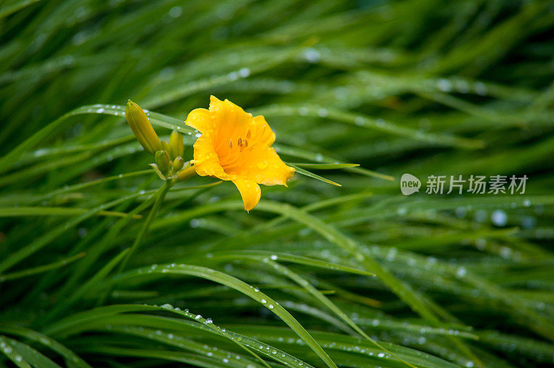 小黄花菜花蕾在花园里，夏天的早晨多雨