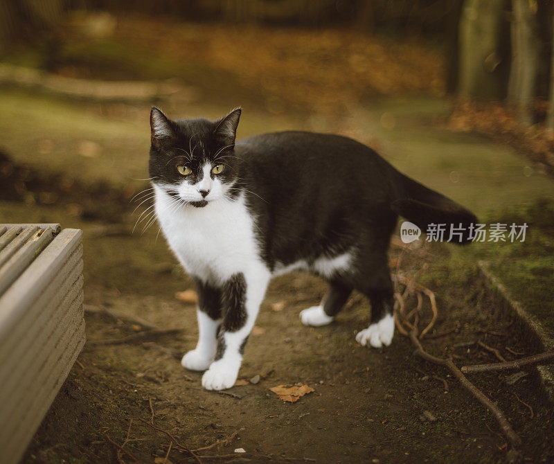 小燕尾服汤姆猫