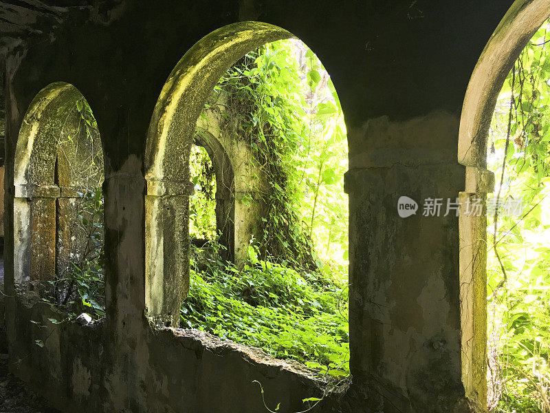 热带树木透过一个老窗户的愚蠢大厦