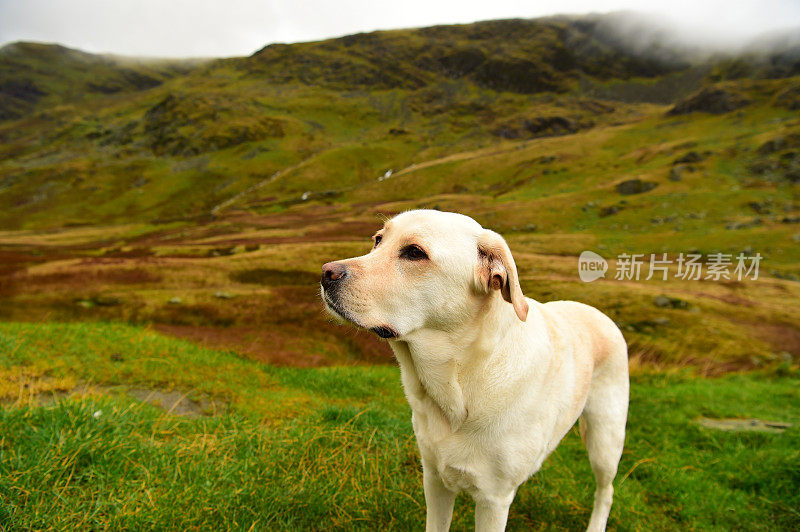 英国湖区的拉布拉多寻回犬