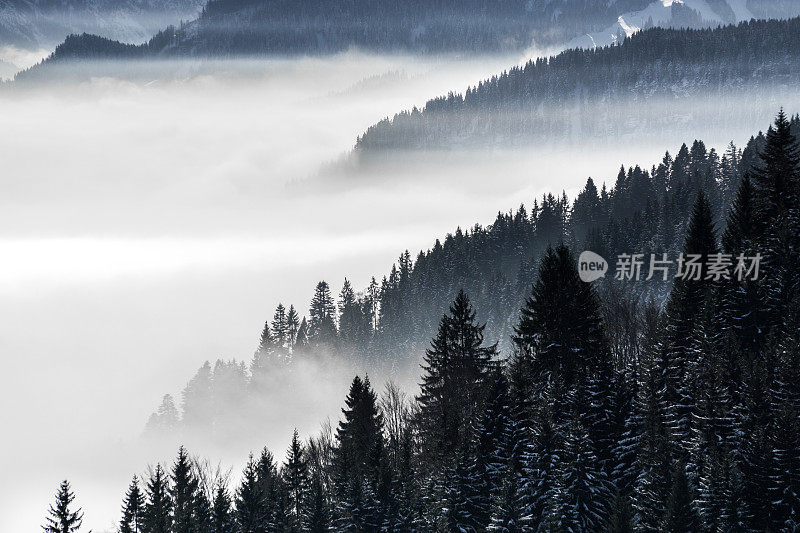 森林山坡在低山谷雾与常绿针叶树的剪影笼罩在雾中。风景优美的冰雪冬季景观在阿尔卑斯山，巴伐利亚，德国。
