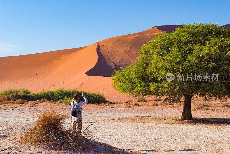 纳米比亚，游客在Sossusvlei拍照。风景秀丽的金合欢树和雄伟的沙丘，纳米布沙漠，纳米布Naukluft国家公园，在非洲探险旅行。