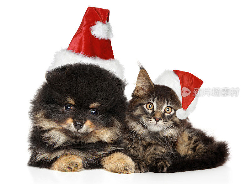 猫和狗一起在白色的圣诞帽