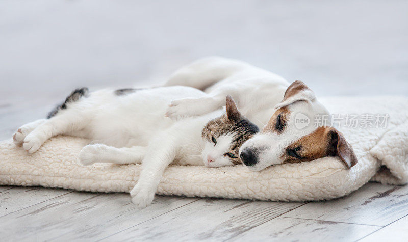 猫和狗睡觉