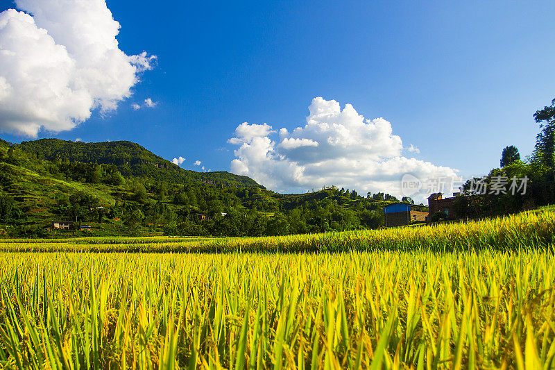 秋天，农村的稻田在中国。