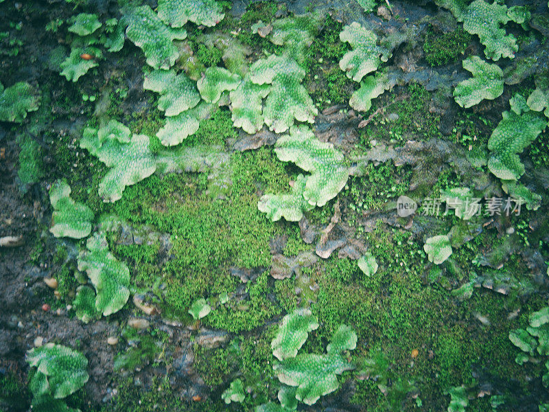 绿叶，苔藓背景，霍克山州立公园，俄亥俄州
