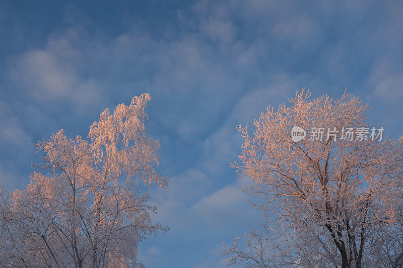 在蓝天的背景下，树上的雪树枝