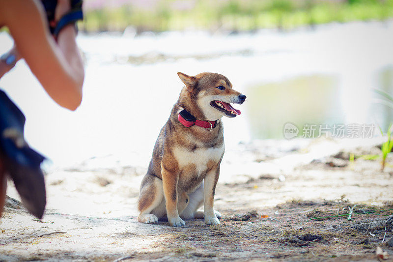 一位妇女在拍摄柴犬