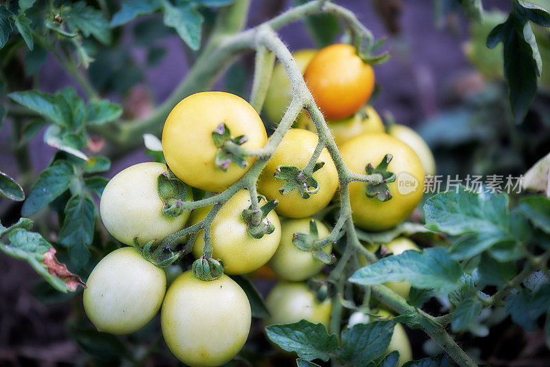 农场里生长的未成熟番茄的特写