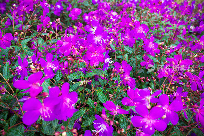 紫色花朵的背景