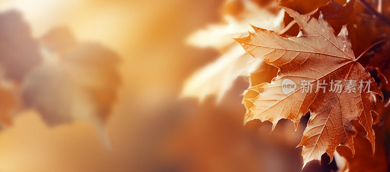 美丽的秋天背景与秋天的红叶和阳光在背景。秋季季节概念水平复制空间