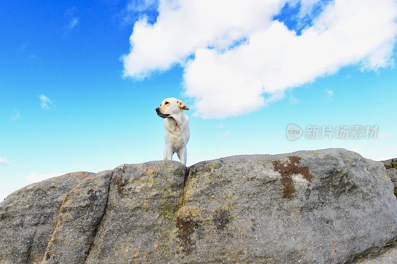 在英国乡间探险的拉布拉多寻回犬