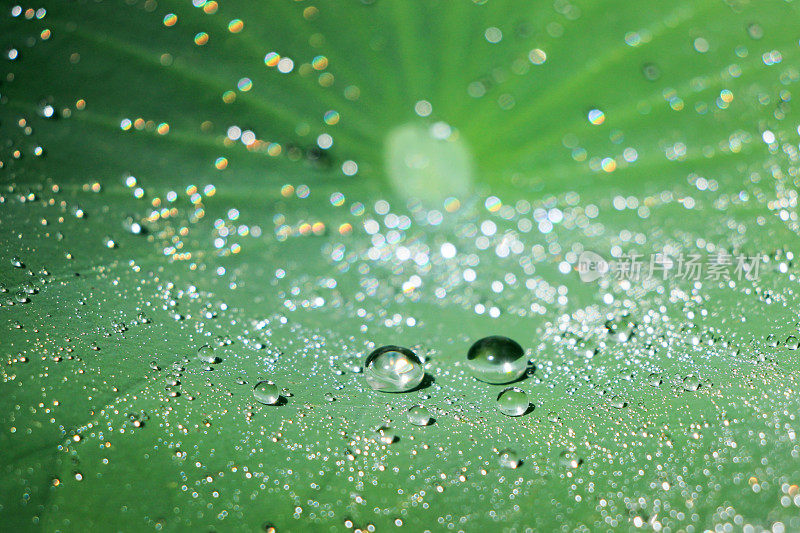 水滴在绿色的荷叶上