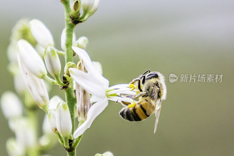 为吊兰授粉的蜜蜂