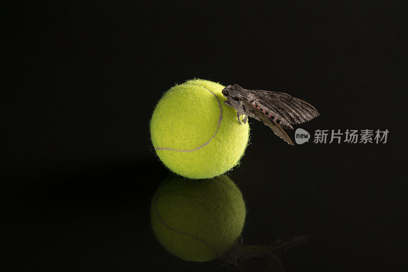 网球对黑与蝴蝶