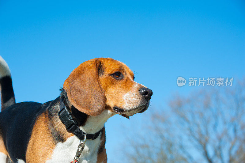 小比格犬在探索