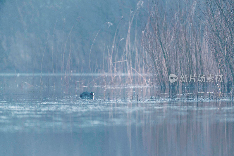 冬天在薄雾池塘中漂浮的欧亚白骨顶。