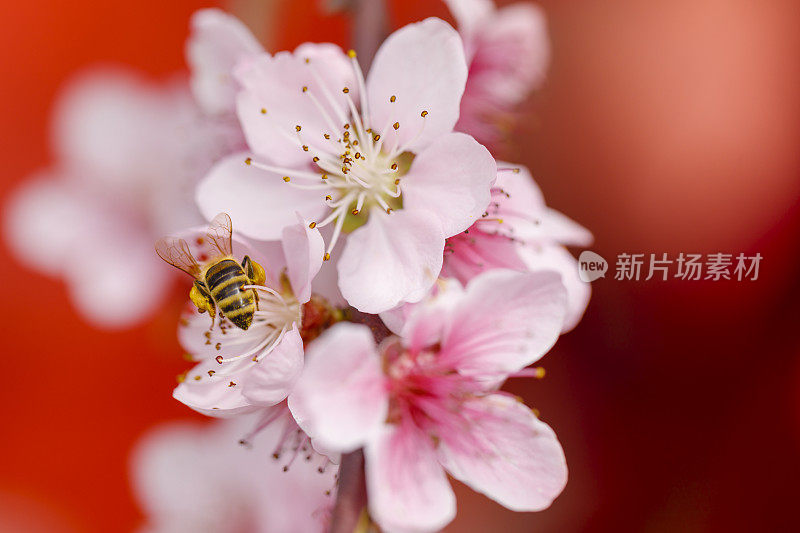 樱桃树和蜜蜂一起开花