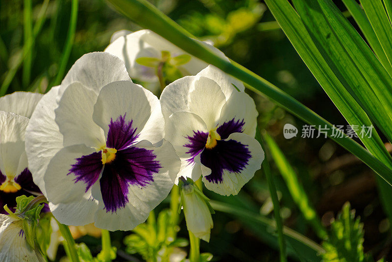 春天的花朵