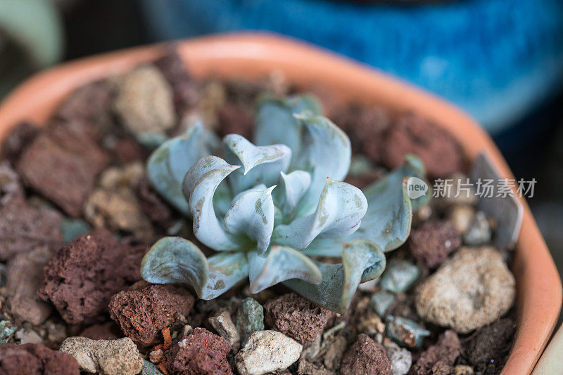 多肉植物生长在家里的瓷盆里