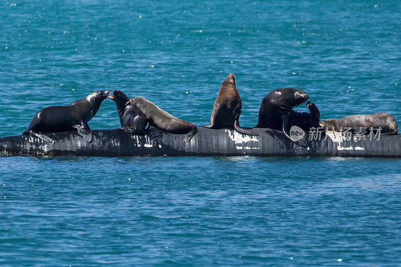 南非开普敦附近胡特湾海岸的海豹