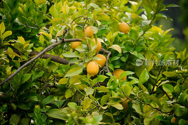 阳光明媚的花园里，一棵柠檬树上的一串新鲜成熟的柠檬