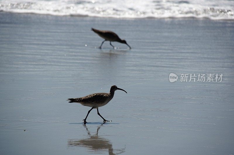 海鸟在行动