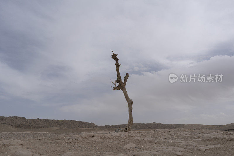 戈壁上的一棵枯树