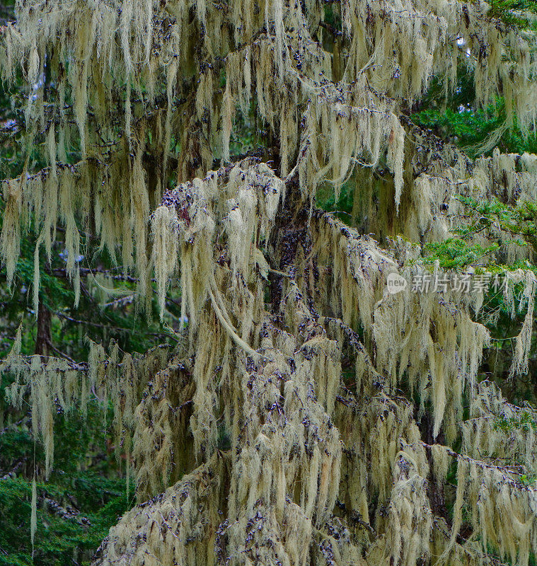 高俄勒冈州苔藓