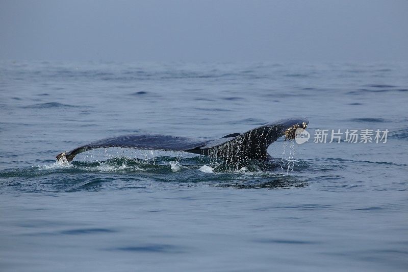 座头鲸潜水