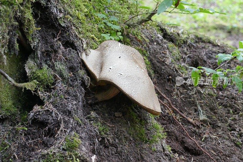 森林蘑菇文摘
