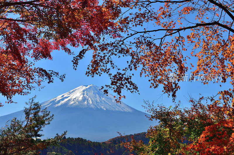 日本富士五湖地区的富士山和秋叶