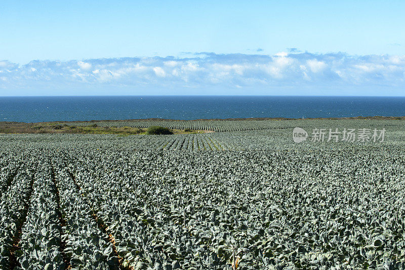 以海洋为背景的球芽甘蓝田风景