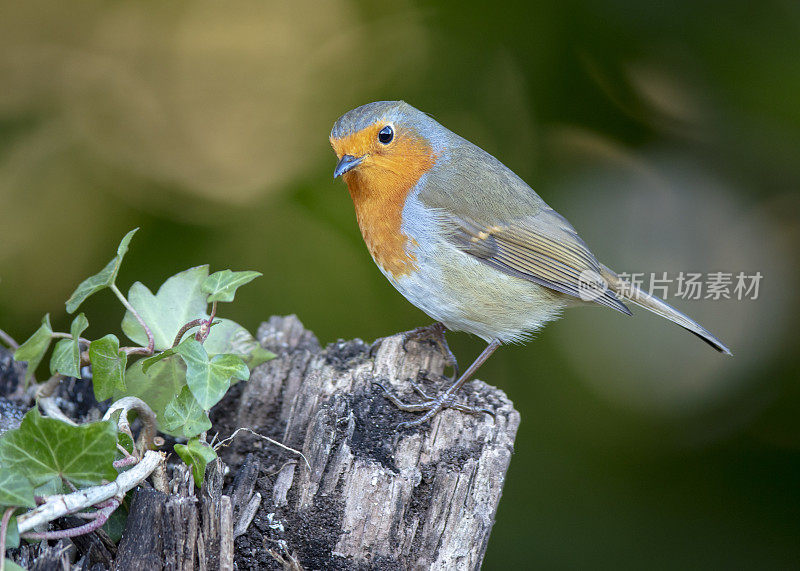 欧洲罗宾(红心rubecula)