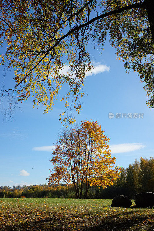 秋天的背景与五颜六色的树叶